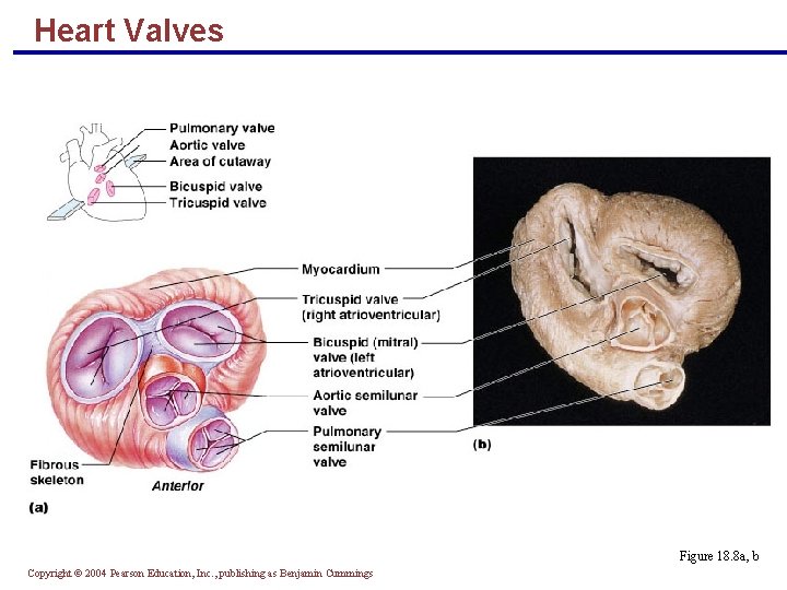 Heart Valves Figure 18. 8 a, b Copyright © 2004 Pearson Education, Inc. ,