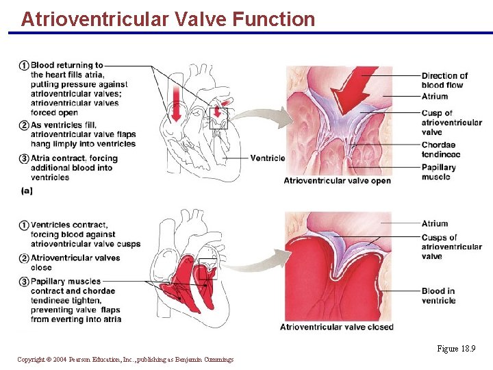 Atrioventricular Valve Function Figure 18. 9 Copyright © 2004 Pearson Education, Inc. , publishing