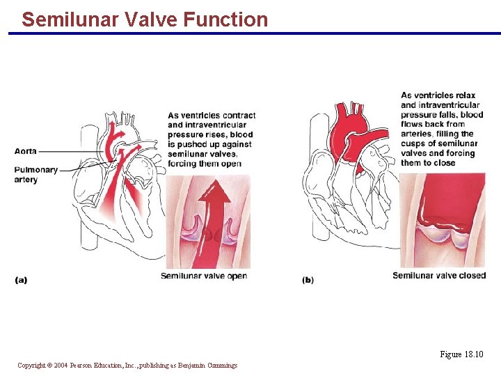 Semilunar Valve Function Figure 18. 10 Copyright © 2004 Pearson Education, Inc. , publishing