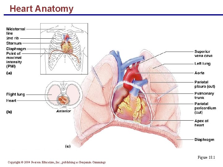 Heart Anatomy Figure 18. 1 Copyright © 2004 Pearson Education, Inc. , publishing as