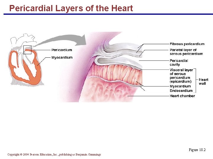 Pericardial Layers of the Heart Figure 18. 2 Copyright © 2004 Pearson Education, Inc.