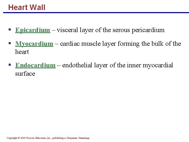 Heart Wall § Epicardium – visceral layer of the serous pericardium § Myocardium –