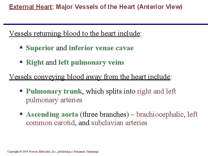 External Heart: Major Vessels of the Heart (Anterior View) Vessels returning blood to the
