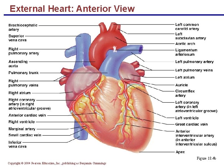 External Heart: Anterior View Figure 18. 4 b Copyright © 2004 Pearson Education, Inc.