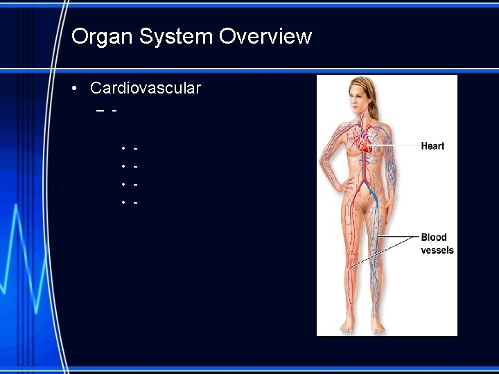 Organ System Overview • Cardiovascular – • • - 