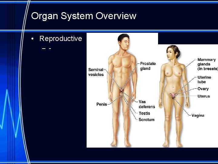 Organ System Overview • Reproductive – - 