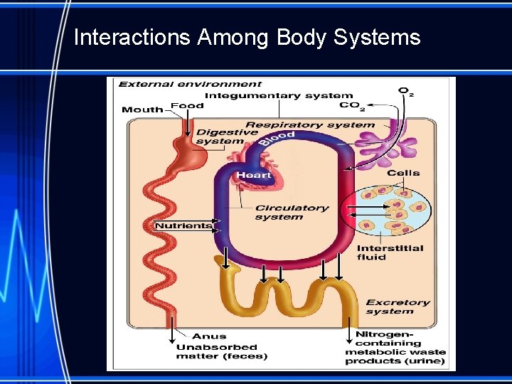 Interactions Among Body Systems 
