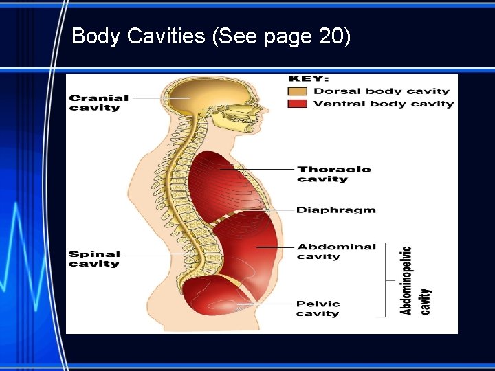 Body Cavities (See page 20) 