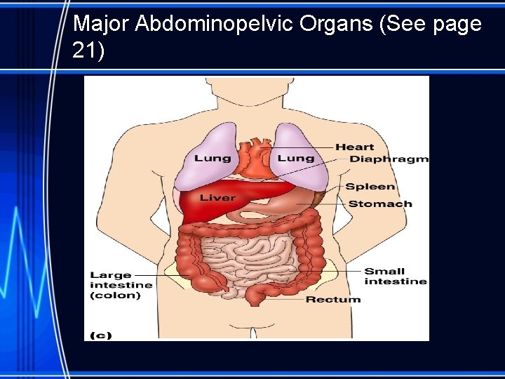 Major Abdominopelvic Organs (See page 21) 