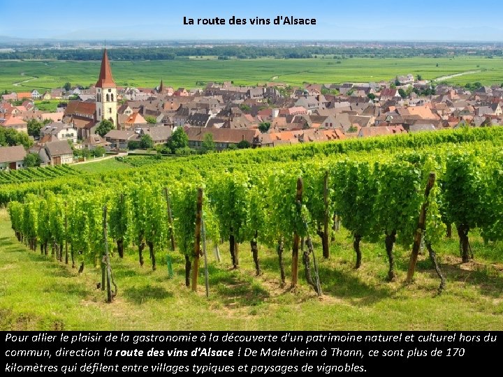 La route des vins d'Alsace Pour allier le plaisir de la gastronomie à la