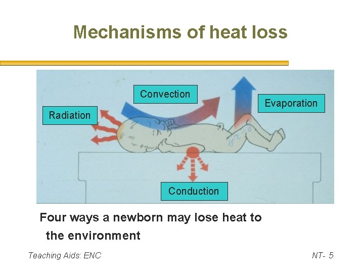 Mechanisms of heat loss Convection Evaporation Radiation Conduction Four ways a newborn may lose