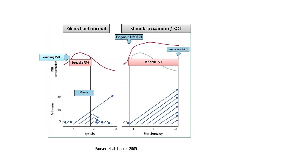 Siklus haid normal Stimulasi ovarium / SOT Ambang FSH Jendela FSH Fauser et al.