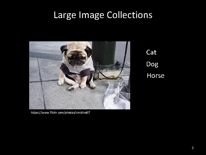 Large Image Collections Cat Dog Horse https: //www. flickr. com/photos/cmichel 67 2 