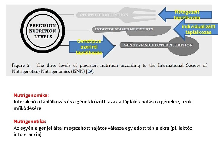 Rétegezett táplálkozás individualizáltt táplálkozás Genotípus szerinti táplálkozás Nutrigenomika: Interakció a táplálkozás és a gének Rétegezett táplálkozás individualizáltt táplálkozás Genotípus szerinti táplálkozás Nutrigenomika: Interakció a táplálkozás és a gének