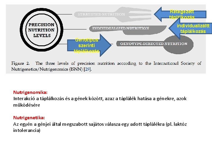 Rétegezett táplálkozás individualizáltt táplálkozás Genotípus szerinti táplálkozás Nutrigenomika: Interakció a táplálkozás és a gének