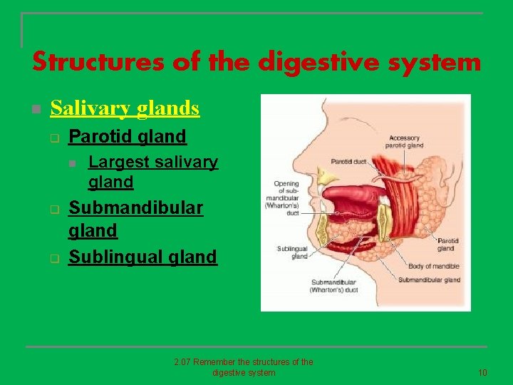 Structures of the digestive system n Salivary glands q Parotid gland n q q