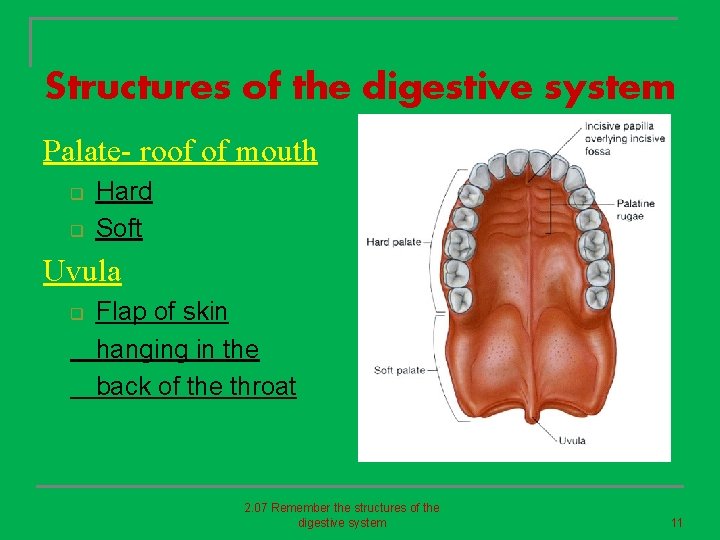 Structures of the digestive system Palate- roof of mouth q q Hard Soft Uvula