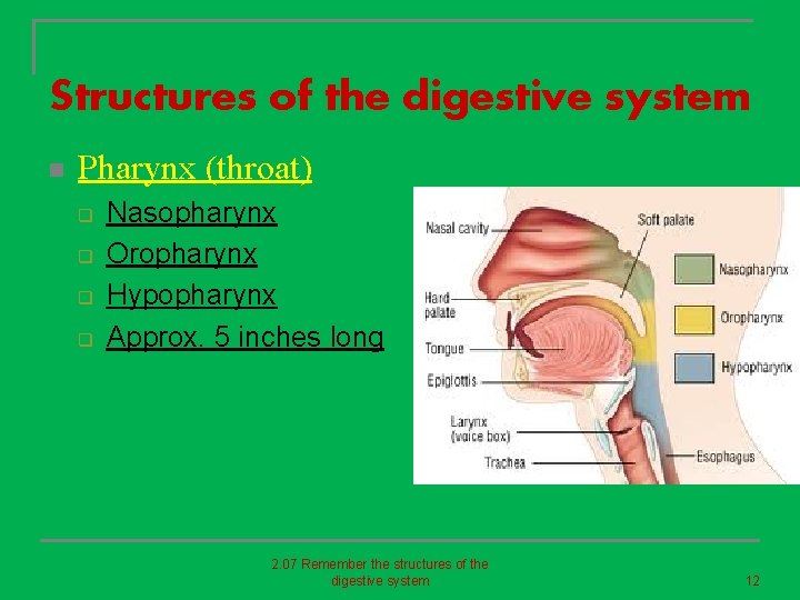 Structures of the digestive system n Pharynx (throat) q q Nasopharynx Oropharynx Hypopharynx Approx.