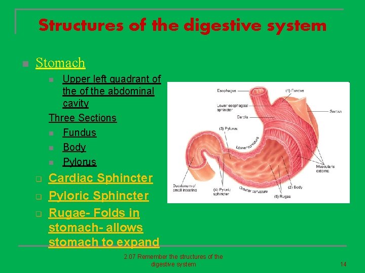 Structures of the digestive system n Stomach Upper left quadrant of the abdominal cavity