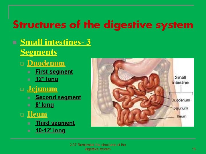 Structures of the digestive system n Small intestines- 3 Segments q Duodenum n n