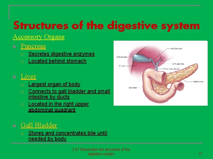 Structures of the digestive system Accessory Organs n Pancreas q q n Liver q