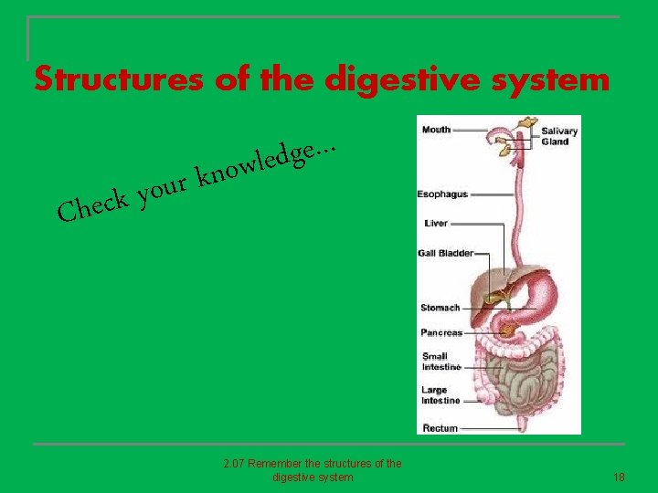 Structures of the digestive system … e g d e l w o n