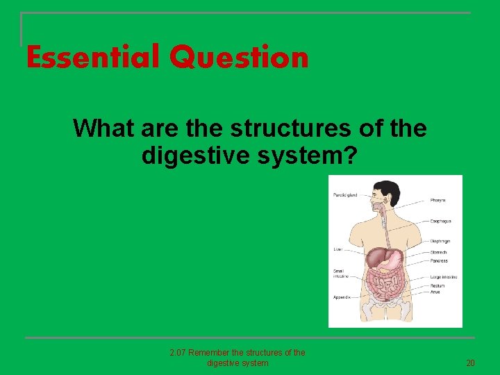 Essential Question What are the structures of the digestive system? 2. 07 Remember the