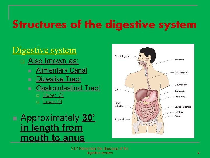 Structures of the digestive system Digestive system q Also known as: n n n