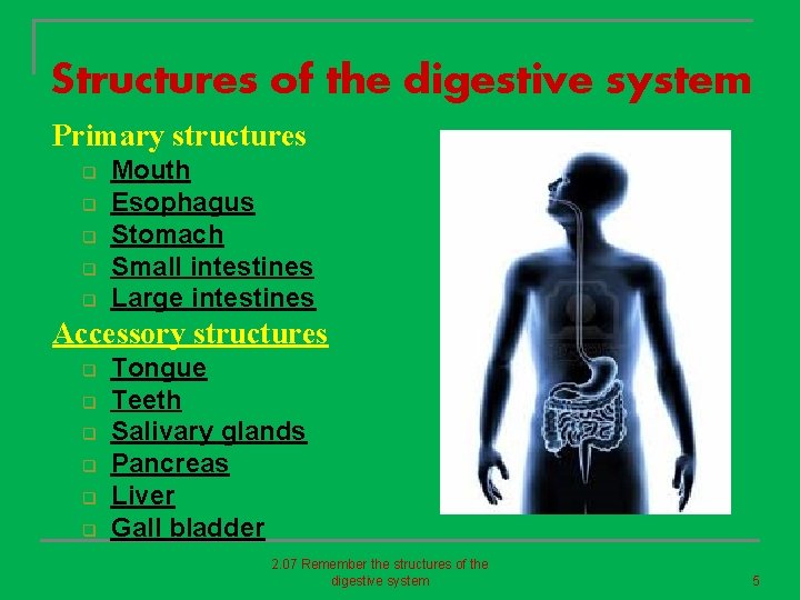 Structures of the digestive system Primary structures q q q Mouth Esophagus Stomach Small