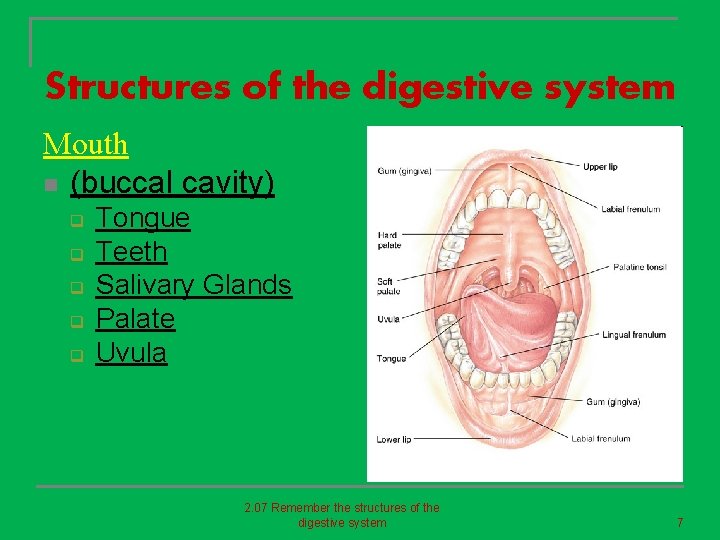 Structures of the digestive system Mouth n (buccal cavity) q q q Tongue Teeth