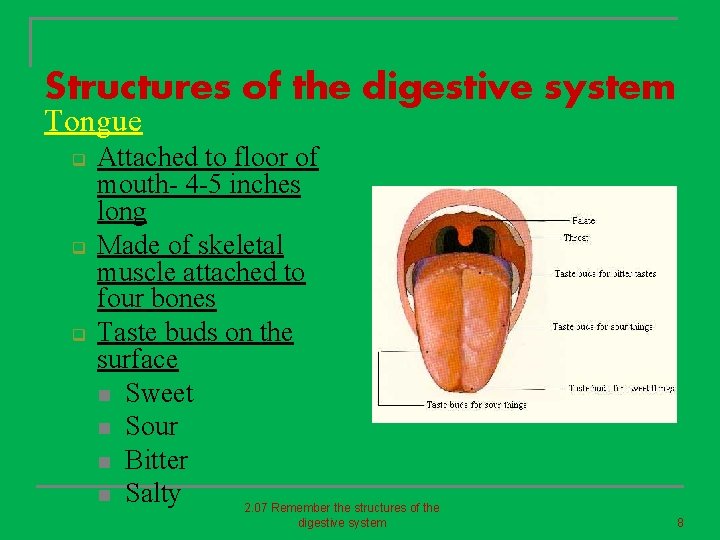 Structures of the digestive system Tongue q q q Attached to floor of mouth-