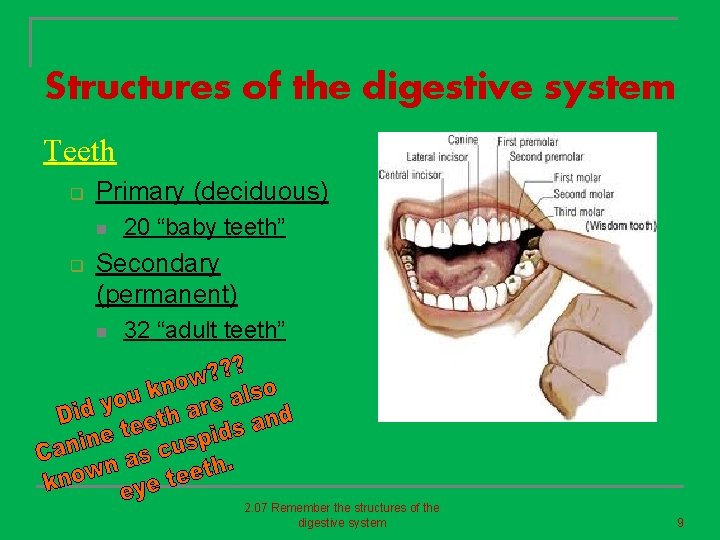 Structures of the digestive system Teeth q Primary (deciduous) n q 20 “baby teeth”