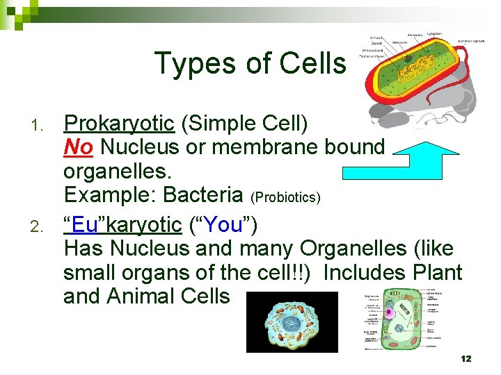 Types of Cells 1. 2. Prokaryotic (Simple Cell) No Nucleus or membrane bound organelles.