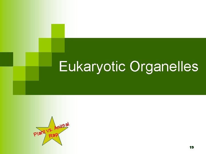 Eukaryotic Organelles l a m i n vs. A t n Pla Rap 19