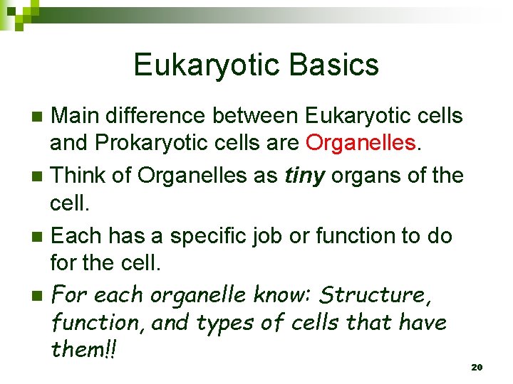 Eukaryotic Basics Main difference between Eukaryotic cells and Prokaryotic cells are Organelles. n Think