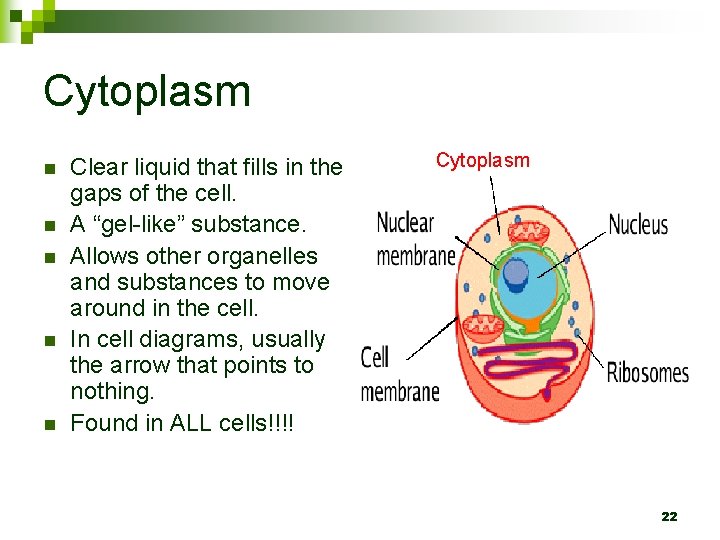 Cytoplasm n n n Clear liquid that fills in the gaps of the cell.