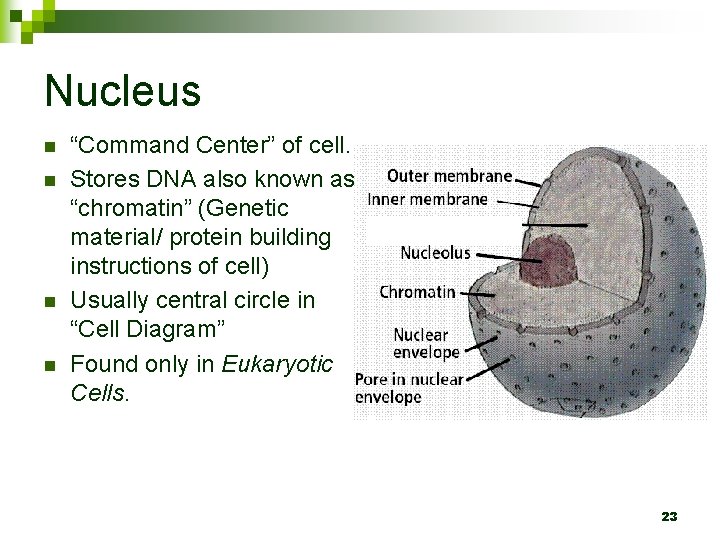 Nucleus n n “Command Center” of cell. Stores DNA also known as “chromatin” (Genetic