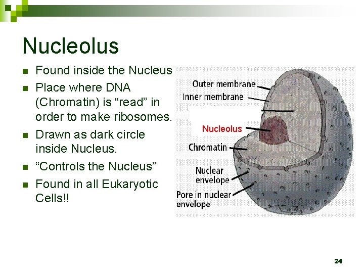 Nucleolus n n n Found inside the Nucleus Place where DNA (Chromatin) is “read”