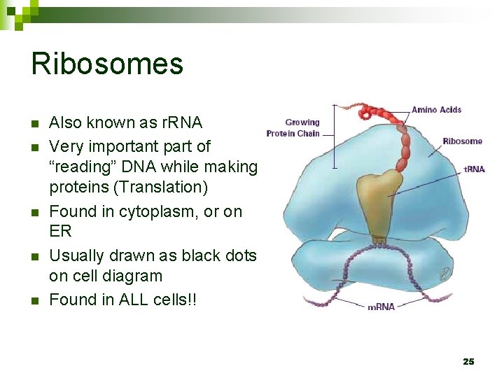 Ribosomes n n n Also known as r. RNA Very important part of “reading”