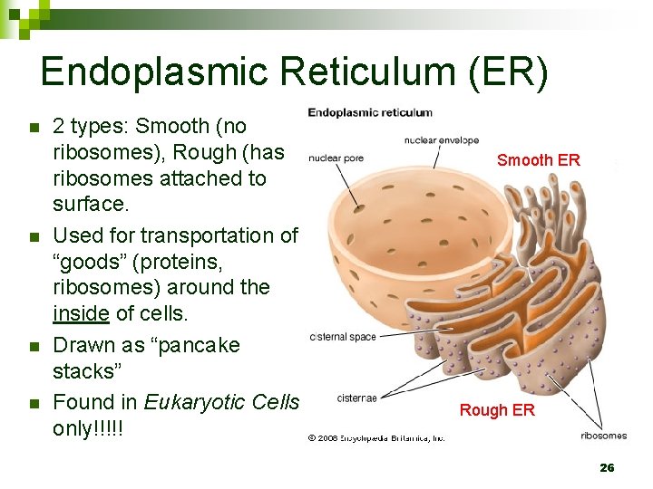 Endoplasmic Reticulum (ER) n n 2 types: Smooth (no ribosomes), Rough (has ribosomes attached