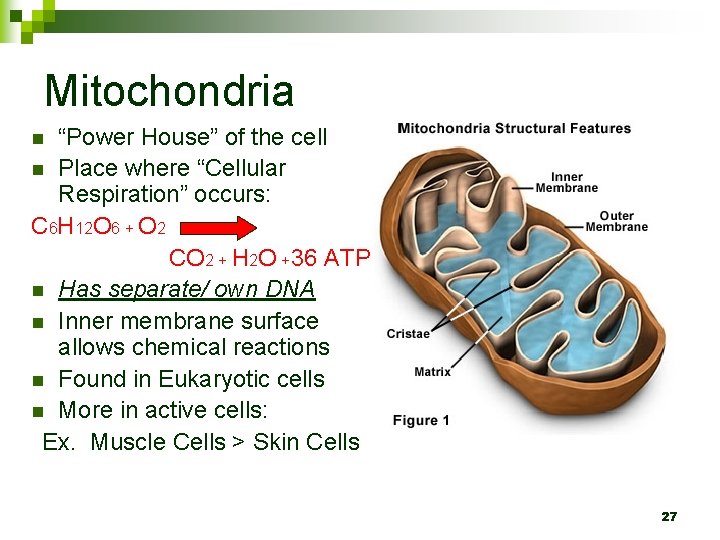 Mitochondria “Power House” of the cell n Place where “Cellular Respiration” occurs: C 6