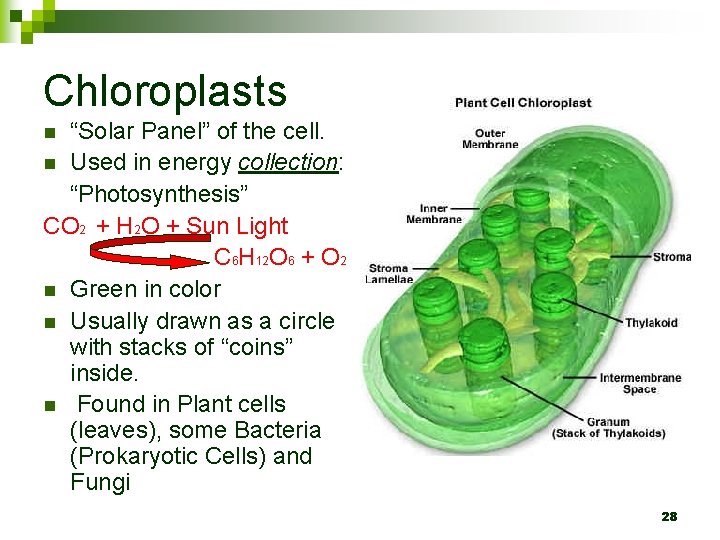 Chloroplasts “Solar Panel” of the cell. n Used in energy collection: “Photosynthesis” CO 2