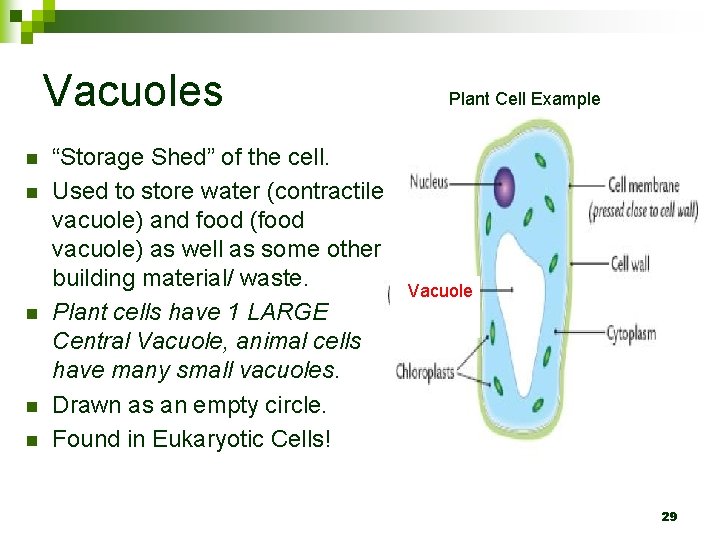 Vacuoles n n n “Storage Shed” of the cell. Used to store water (contractile