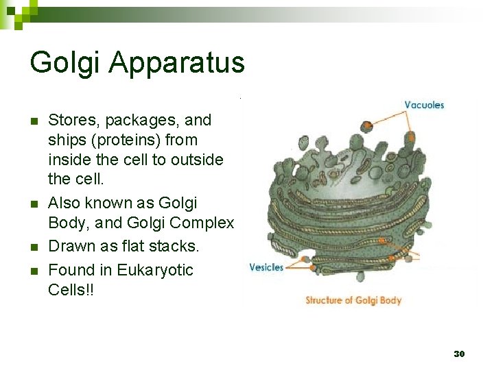 Golgi Apparatus n n Stores, packages, and ships (proteins) from inside the cell to