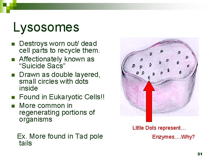 Lysosomes n n n Destroys worn out/ dead cell parts to recycle them. Affectionately