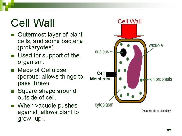 Cell Wall n n n Outermost layer of plant cells, and some bacteria (prokaryotes).