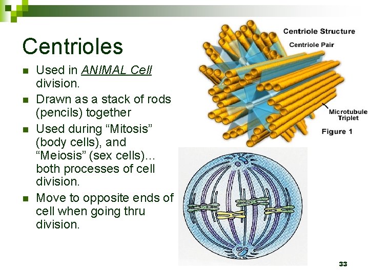 Centrioles n n Used in ANIMAL Cell division. Drawn as a stack of rods