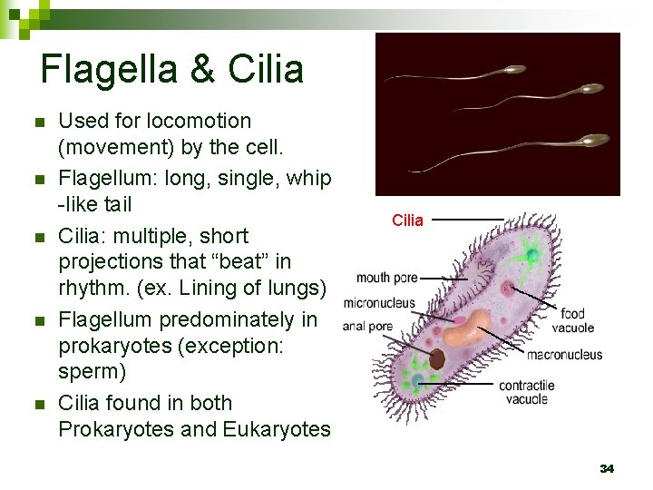 Flagella & Cilia n n n Used for locomotion (movement) by the cell. Flagellum: