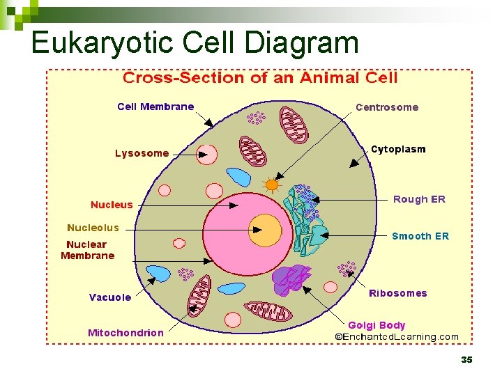 Eukaryotic Cell Diagram 35 
