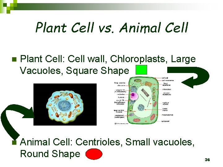 Plant Cell vs. Animal Cell n Plant Cell: Cell wall, Chloroplasts, Large Vacuoles, Square